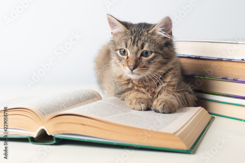 Cute little kitten with books on white background