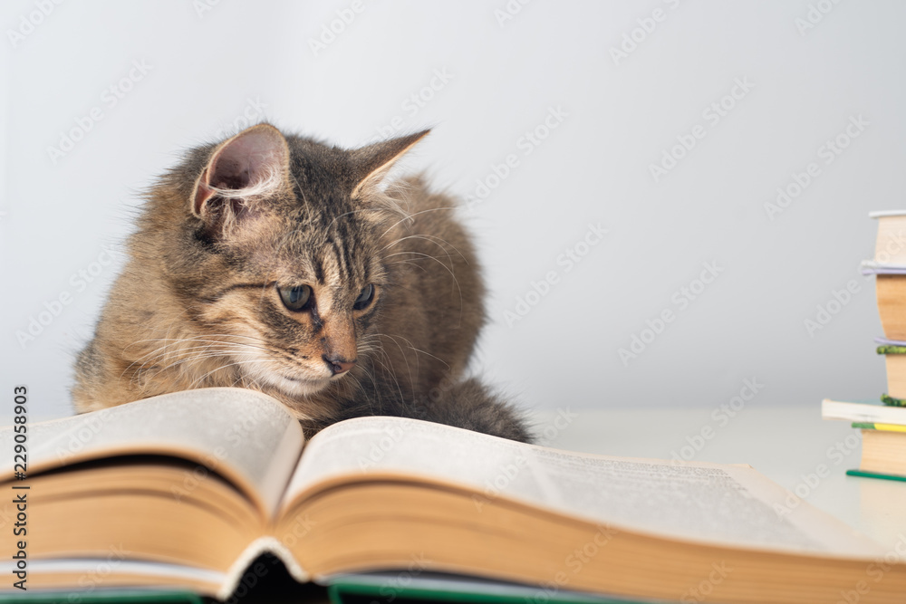 Cute little kitten with books on white background Cute little kitten with books on white background