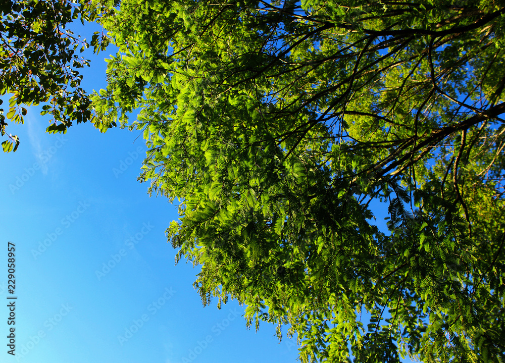 Fototapeta premium Tree on a city street