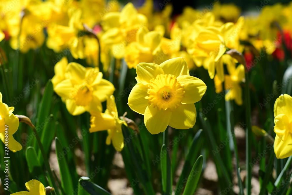 tulip, flower, spring, nature, white, yellow, green, narcissus, plant, daffodil, garden, blossom, flowers, tulips, bloom, beauty, floral, field, flora, beautiful, daffodils, color, petal, leaf, season