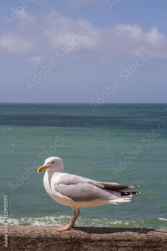 A gull by the sea on a sunny day in Etretat, Normandy (France)