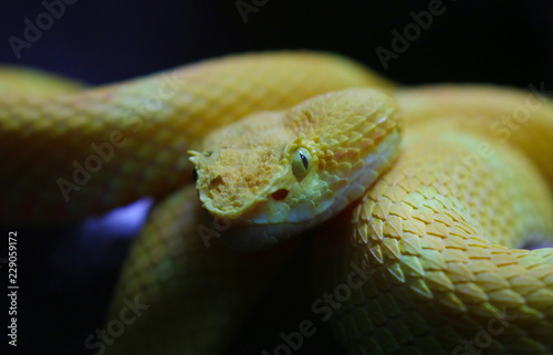 Exotic Yellow Snake