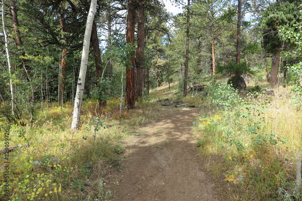 Fototapeta premium path in the forest