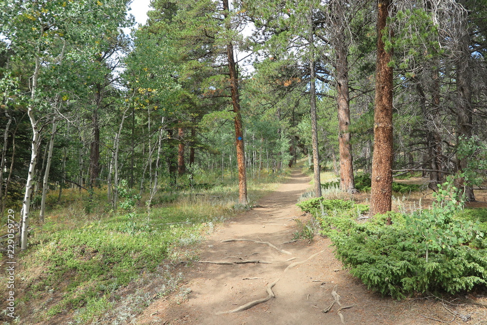 Obraz premium path in forest