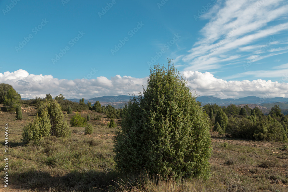 landscape with trees in the mountain, white clouds in the sky
