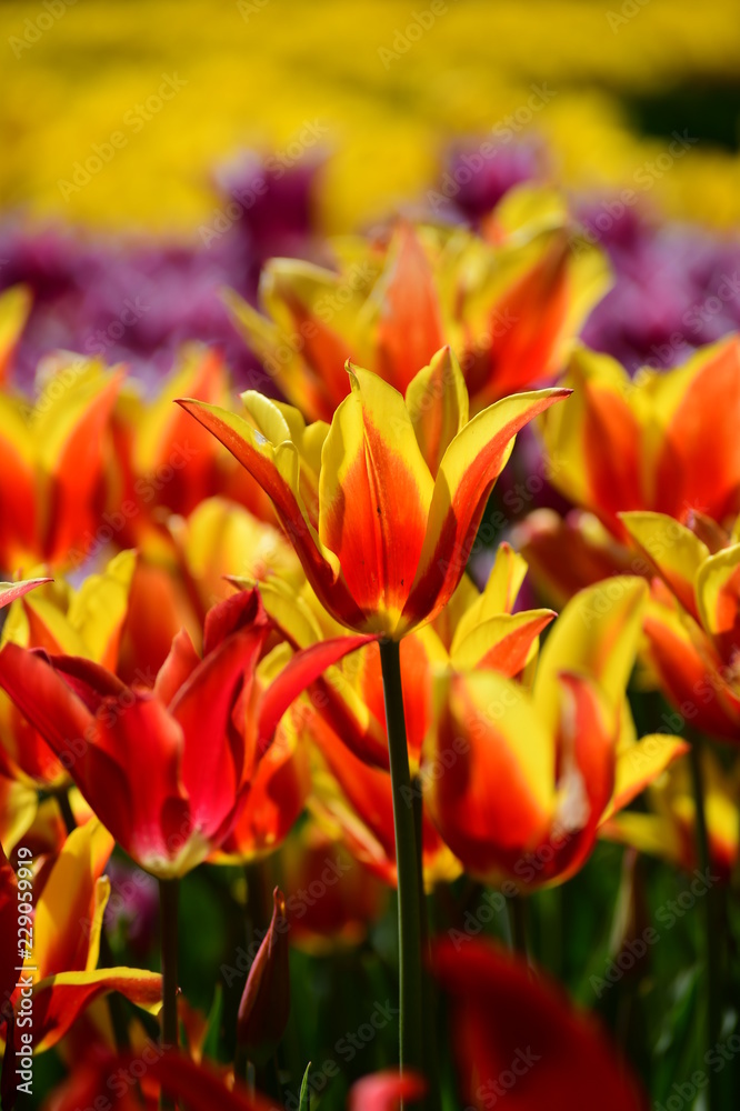 tulip, flower, spring, nature, white, yellow, green, narcissus, plant, daffodil, garden, blossom, flowers, tulips, bloom, beauty, floral, field, flora, beautiful, daffodils, color, petal, leaf, season tulip, flower, spring, nature, white, yellow, green, narcissus, plant, daffodil, garden, blossom, flowers, tulips, bloom, beauty, floral, field, flora, beautiful, daffodils, color, petal, leaf, season