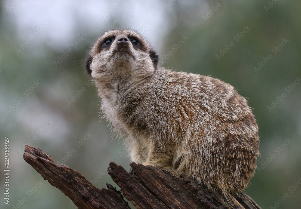 Fototapeta premium Meerkat