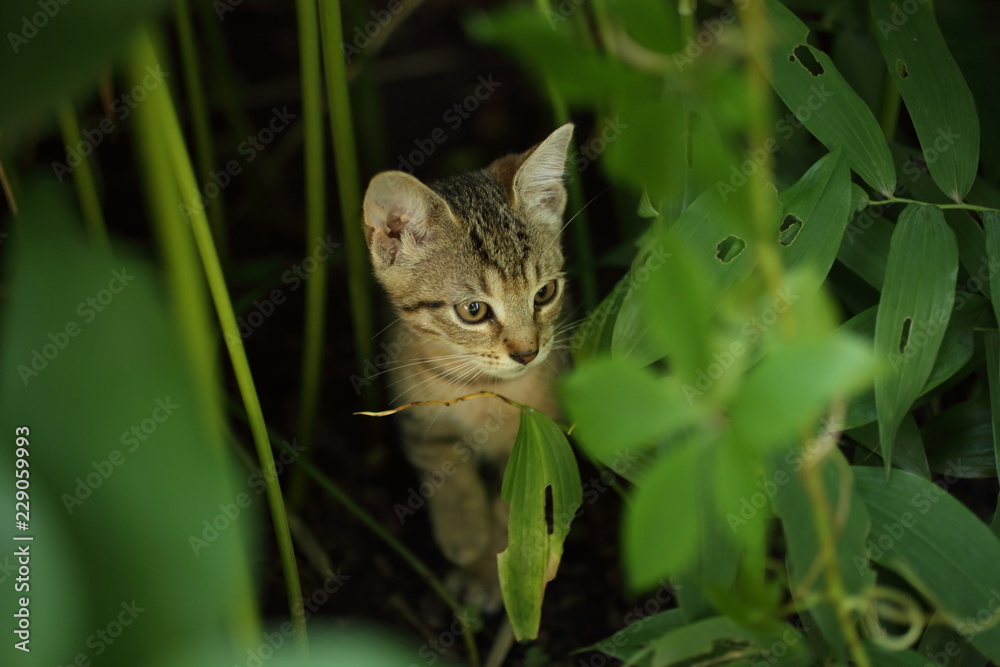 Obraz premium cute striped cat in the grass in the garden