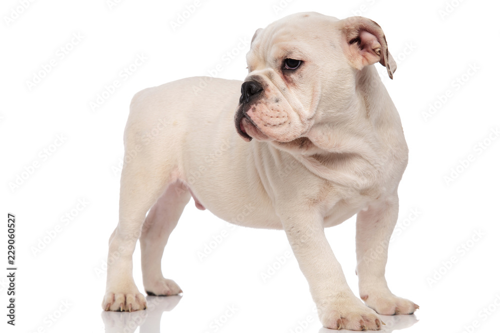 white curious pup stands and looks to side white curious pup stands and looks to side