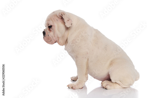 side view of seated white english bulldog looking down