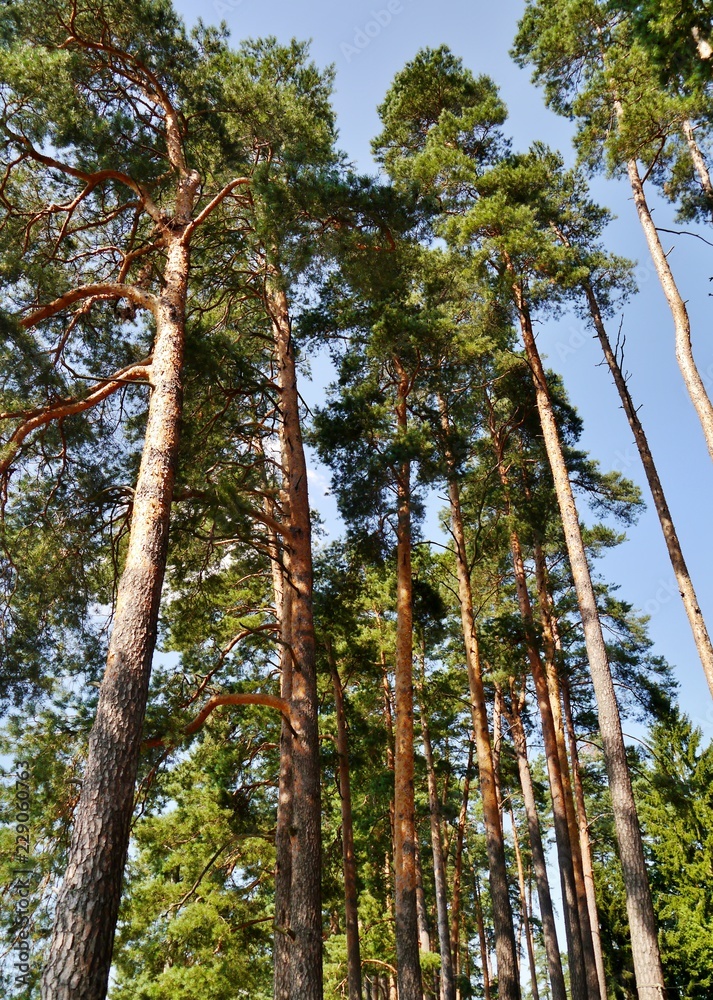 Hohe Kiefernbäume Hohe Kiefernbäume