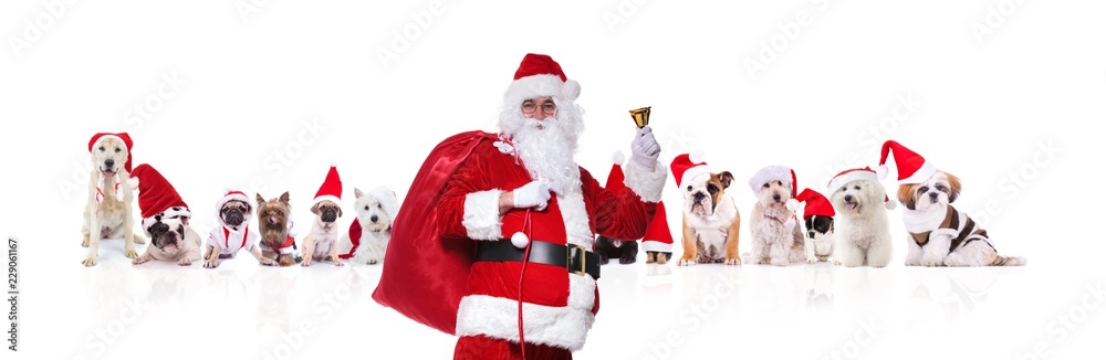 santa claus ringing his bell in front of christmas dogs santa claus ringing his bell in front of christmas dogs