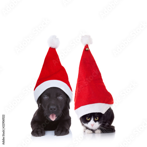 adorable christmas cat and dog couple lying © Viorel Sima