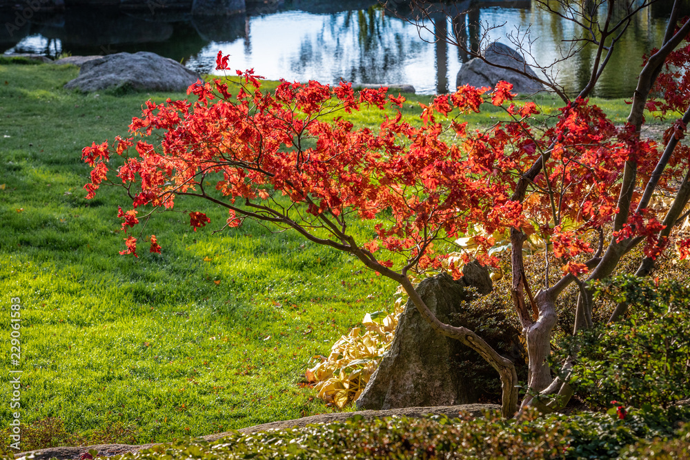 Obraz premium Blühendes Bäumchen