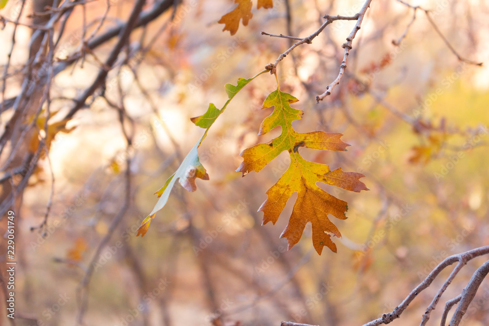 Autumn Oak Leaves on Tree Autumn Oak Leaves on Tree
