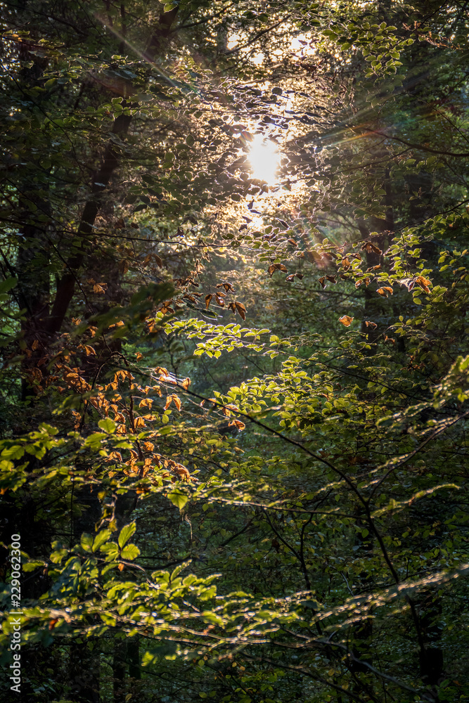 Sonnenstrahlen im Wald Sonnenstrahlen im Wald
