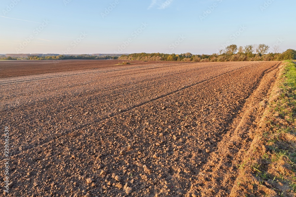 Agircutural field in late sunlight