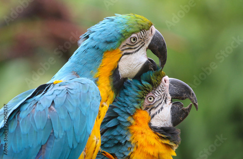 Blue and Yellow Macaws