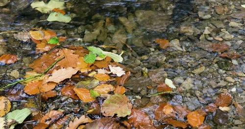 Close Up Stream or Riverbed in the autum. Autum leafs on ground in forest. Mossy Treese and rapids on a river. Lake District, UK, Cumbria. Dramatic leafs. 4K