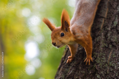 Squirrel on a tree looking at the lens © dmitriydanilov62