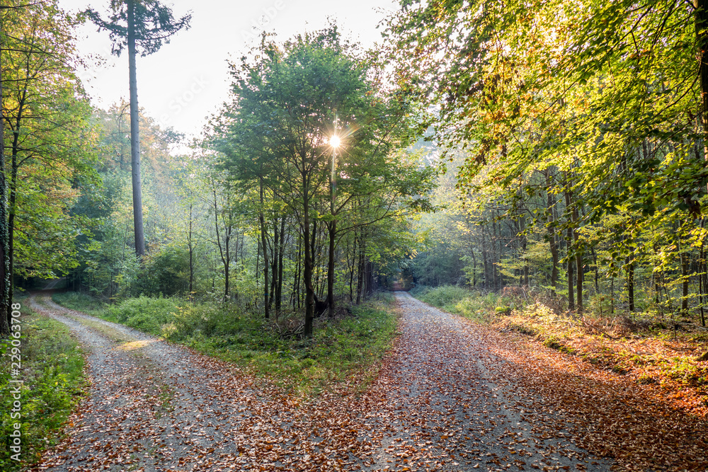 Obraz premium Rozwidlenie w lesie