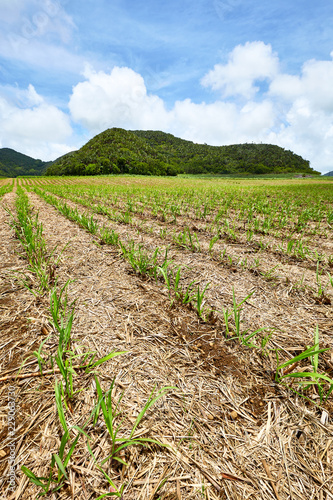 Sugar Cane fieds, Mauritius photo