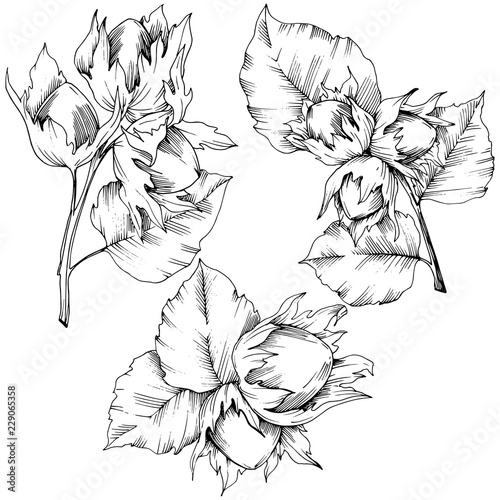 Vector autumn plant hazel nut. Leaf plant botanical garden floral foliage. Isolated illustration element. Vector leaf for background, texture, wrapper pattern, frame or border.