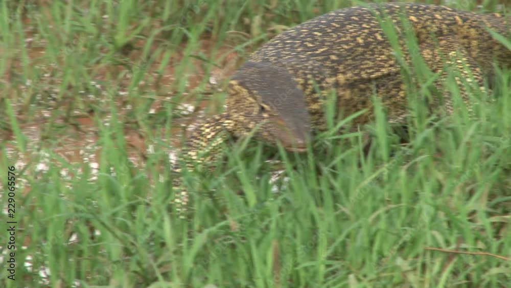 Side view of a monitor lizard walking in a swamp. Side view of a monitor lizard walking in a swamp.