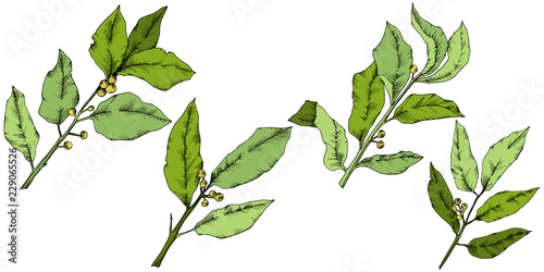 Vector green laurus leaf. Leaf plant botanical garden floral foliage. Isolated illustration element. Vector leaf for background, texture, wrapper pattern, frame or border.