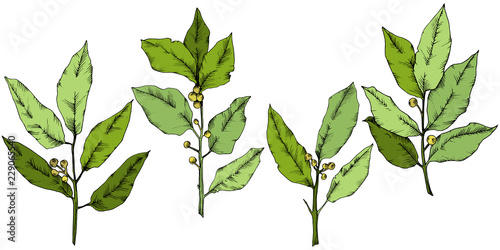 Vector green laurus leaf. Leaf plant botanical garden floral foliage. Isolated illustration element. Vector leaf for background, texture, wrapper pattern, frame or border.