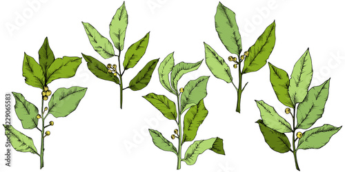 Vector green laurus leaf. Leaf plant botanical garden floral foliage. Isolated illustration element. Vector leaf for background, texture, wrapper pattern, frame or border.