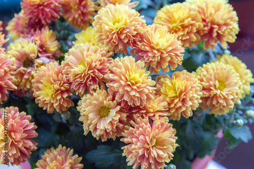 Autumn flowers-blooming yellow garden mums-Chrysanthemum, Background from a bouquet of yellow chrysanthemums.