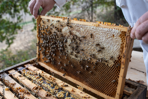 Imker beim kontrollieren der Bienen im Herbst photo