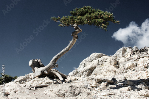 Monolithos, alter Baum auf Felsen