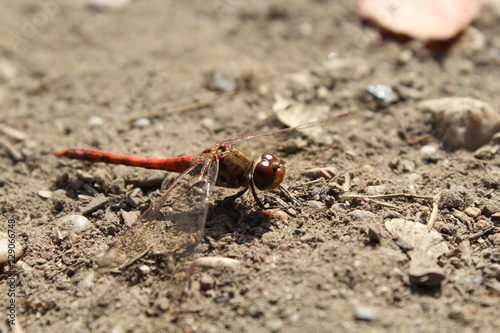 Blutrote Heidelibelle