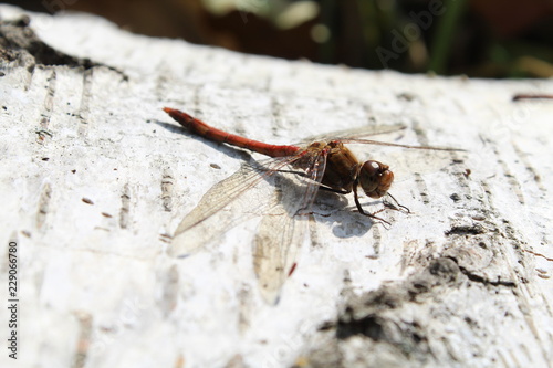 Rote Libelle auf Birkenstamm