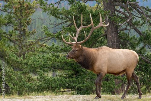 A large majestic bull elk 