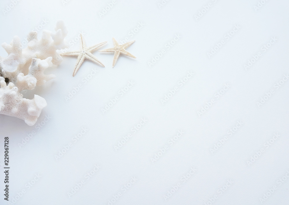 White coral and starfish on white background White coral and starfish on white background