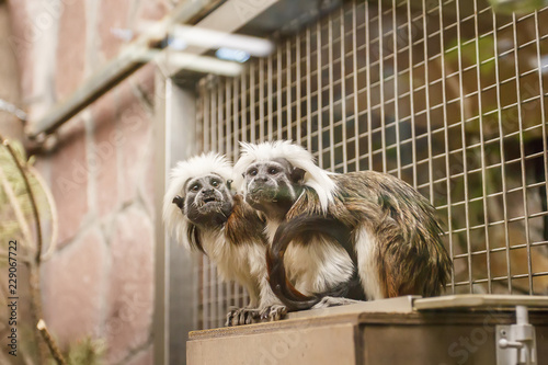 Oedipal tamarin, zoo photo