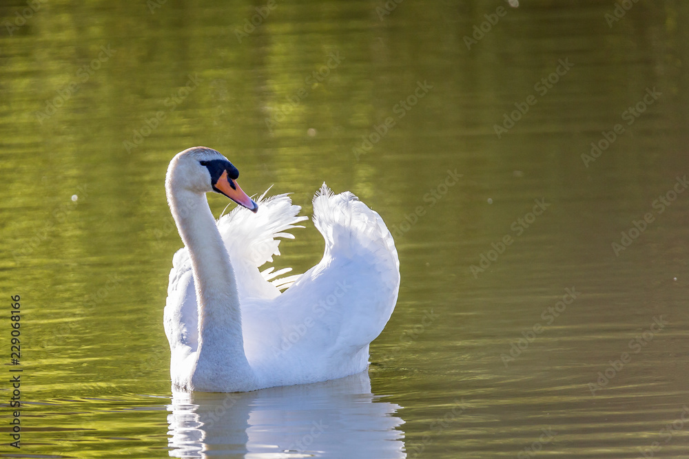 Close up of backlit swan on lake Close up of backlit swan on lake