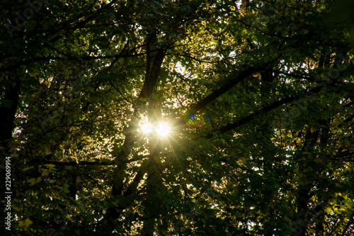 Sun shining through a big tree with green leaves