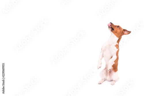 Small Jack Russell Terrier dog  is sitting on his legs and looking up - Dog isolated against white background  © Karoline Thalhofer