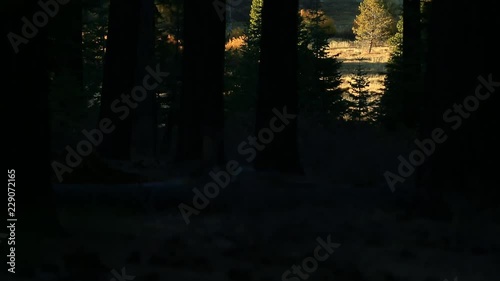 DARK AND MYSTERIOUS TILT UP IN AUTUMN WOODS photo