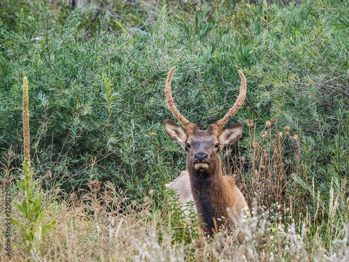 Wild Elk at the side of the roan in Estes Park Colorado