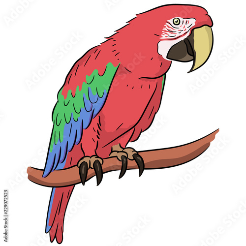 bird red parrot macaw ara. vector drawing
