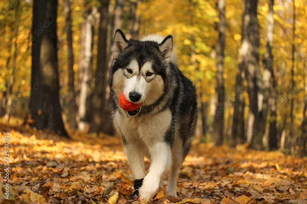 Obraz premium Dog breed Alaskan Malamute similar to the wolf in the autumn forest on the background of orange-yellow foliage