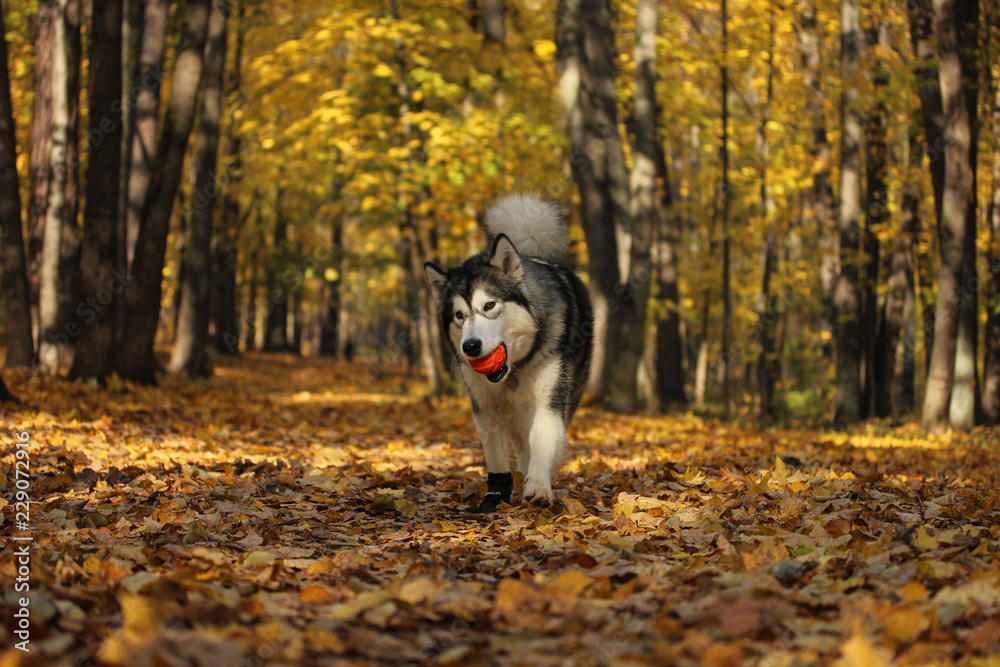 Dog breed Alaskan Malamute similar to the wolf in the autumn forest on the background of orange-yellow foliage Dog breed Alaskan Malamute similar to the wolf in the autumn forest on the background of orange-yellow foliage