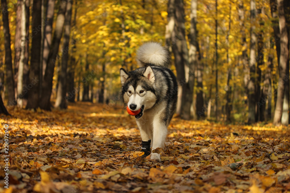 Dog breed Alaskan Malamute similar to the wolf in the autumn forest on the background of orange-yellow foliage Dog breed Alaskan Malamute similar to the wolf in the autumn forest on the background of orange-yellow foliage