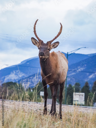 Wild Elk at the side of the roan in Estes Park Colorado © Gail Johnson