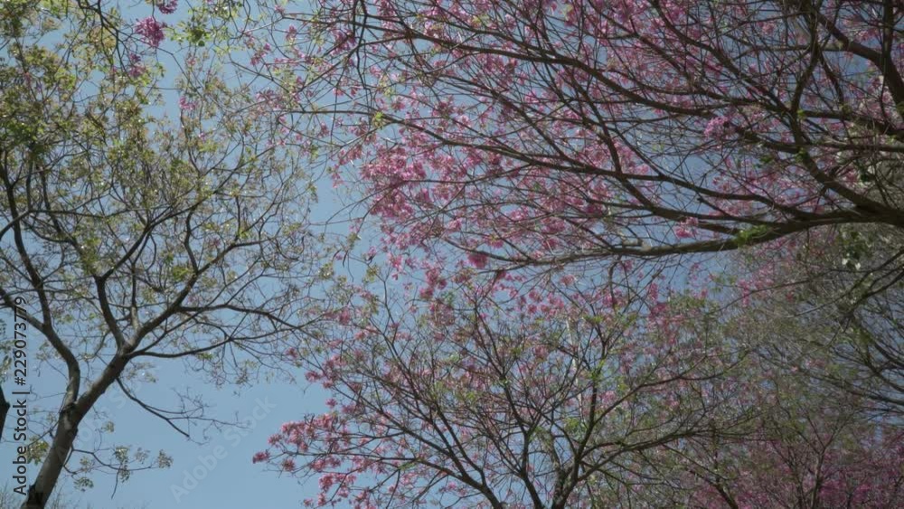 Wind shakes trees with pink flowers Wind shakes trees with pink flowers